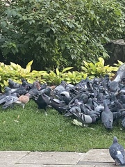 Columba livia domestica