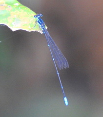 Caconeura ramburi