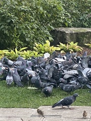 Columba livia domestica