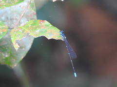 Caconeura ramburi
