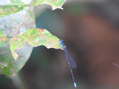 Caconeura ramburi