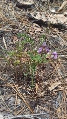 Astragalus palmeri