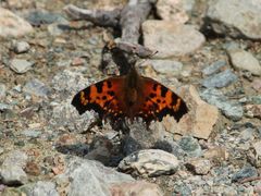 Polygonia faunus image