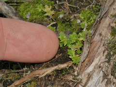 Crassula mataikona