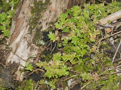 Crassula mataikona