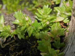 Crassula mataikona