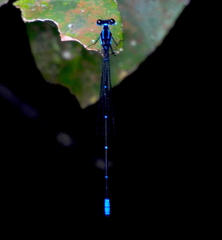 Caconeura ramburi