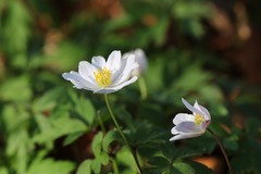 Anemonoides nemorosa