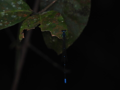Caconeura ramburi