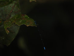 Caconeura ramburi