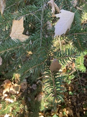 Picea polita