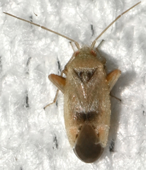 Parthenicus juniperi