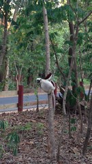 Propithecus coquereli