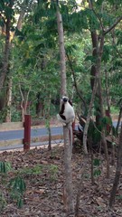 Propithecus coquereli