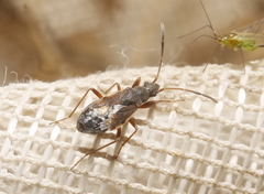 Ligyrocoris diffusus