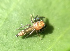 Cotinusa