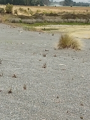 Charadrius bicinctus