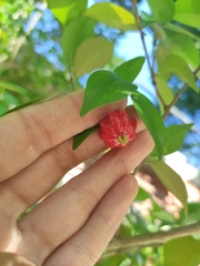 Eugenia uniflora