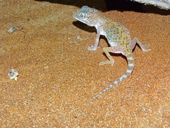 Stenodactylus doriae