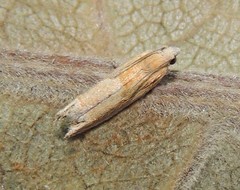 Eucosma conterminana