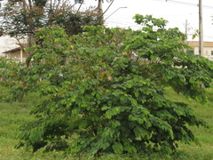 Bauhinia variegata