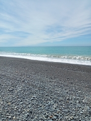 Charadrius bicinctus