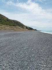 Charadrius bicinctus