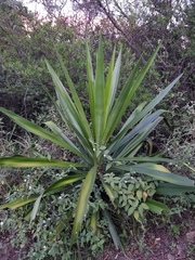 Dasylirion berlandieri