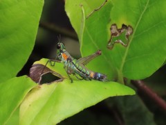 Paramastax rosenbergi