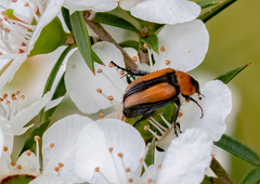 Phyllotocus scutellaris