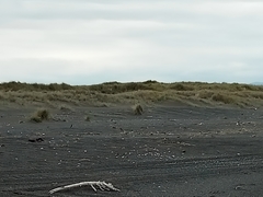 Charadrius bicinctus