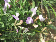 Astragalus corniculatus
