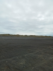 Charadrius bicinctus