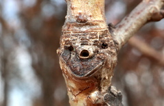 Neuroterus escharensis