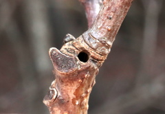 Neuroterus escharensis