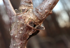 Neuroterus escharensis