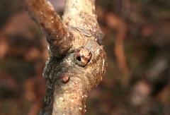 Andricus indistinctus