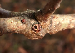 Andricus indistinctus