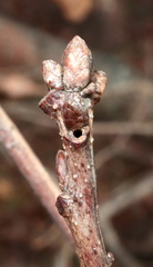 Neuroterus escharensis