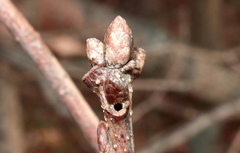 Neuroterus escharensis