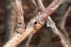 Neuroterus escharensis