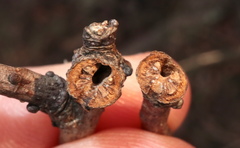 Neuroterus escharensis