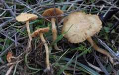Agrocybe vervacti