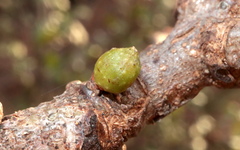 Andricus deciduatus