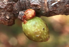Andricus deciduatus