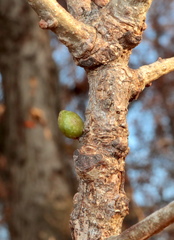 Andricus deciduatus