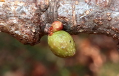Andricus deciduatus