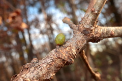 Andricus deciduatus