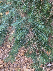 Tsuga diversifolia