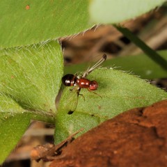 Mycetaulus bipunctatus